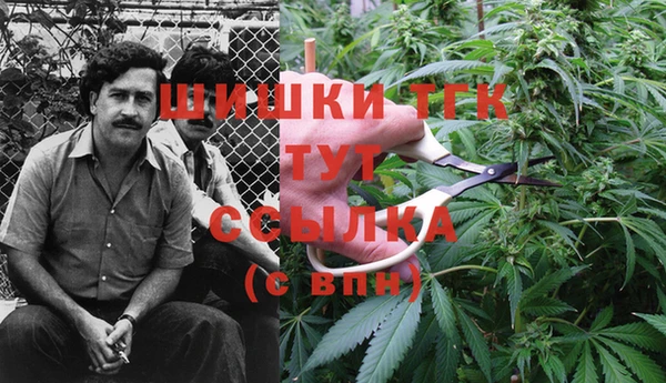 сатива Беломорск